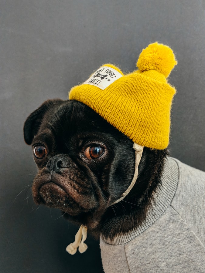 犬がニット帽を被っている画像です
