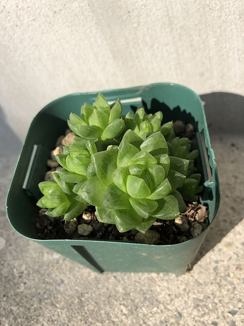 ウンブラティコラ