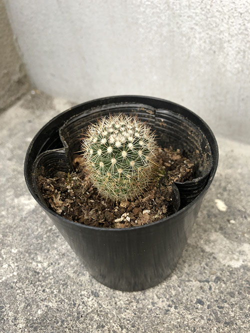 購入時のオウキンマル