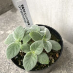 カーディナリス×レウコトリカ