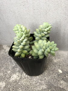 購入時のビアホップ