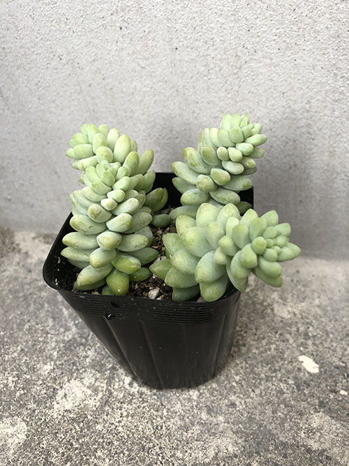 購入時のビアホップ