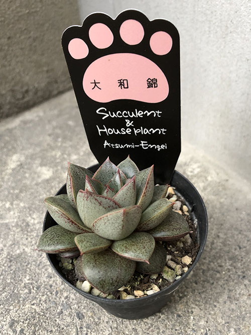 大和錦
