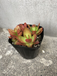 購入時の火祭り