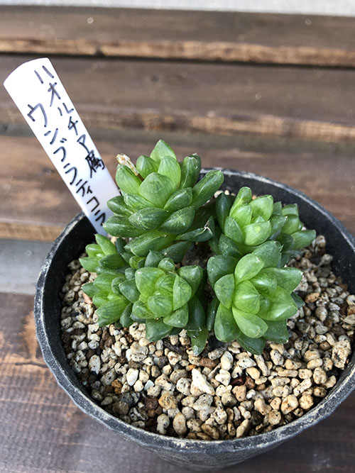 ウンブラティコラ