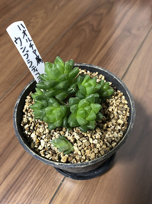 ウンブラティコラ