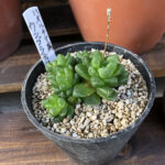 ウンブラティコラ