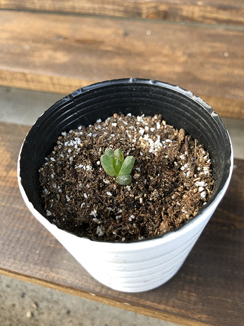 ウンブラティコラ