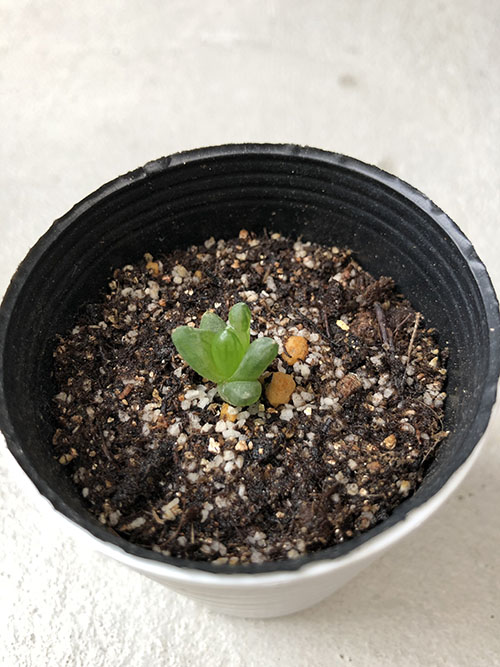 ウンブラティコラ