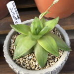 シンビフォルミス