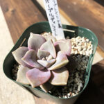 パープルディライト