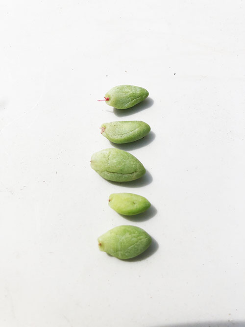 ビアホップ葉挿し2021-3-27