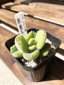 熊童子 くまどうじ の成長記録 育て方 ばくだいしょうドットコム ばくだいしょうドットコム